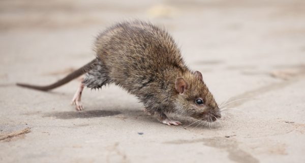 10 Fakten über Ratten