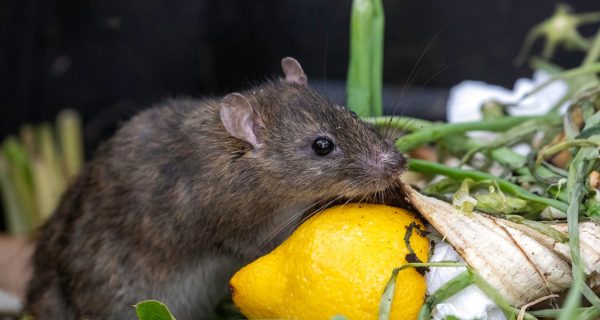 Kompost Ratten