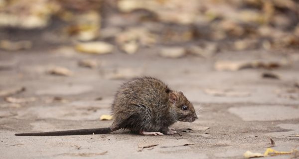 Krankheiten die von Ratten übertragen werden