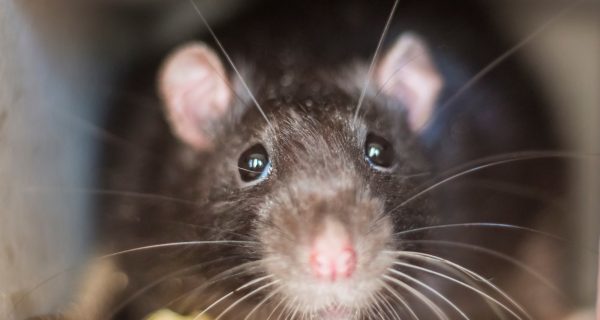 Liste von häufigen Rattenproblemen in Städten