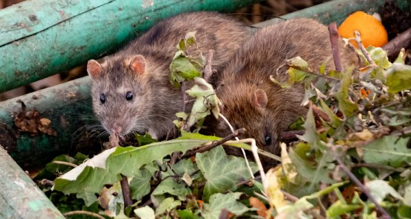 Methoden zur Rattenbekämpfung im Garten