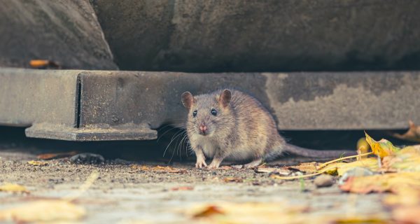 Ratten Lebensräume und Anpassungsstrategien