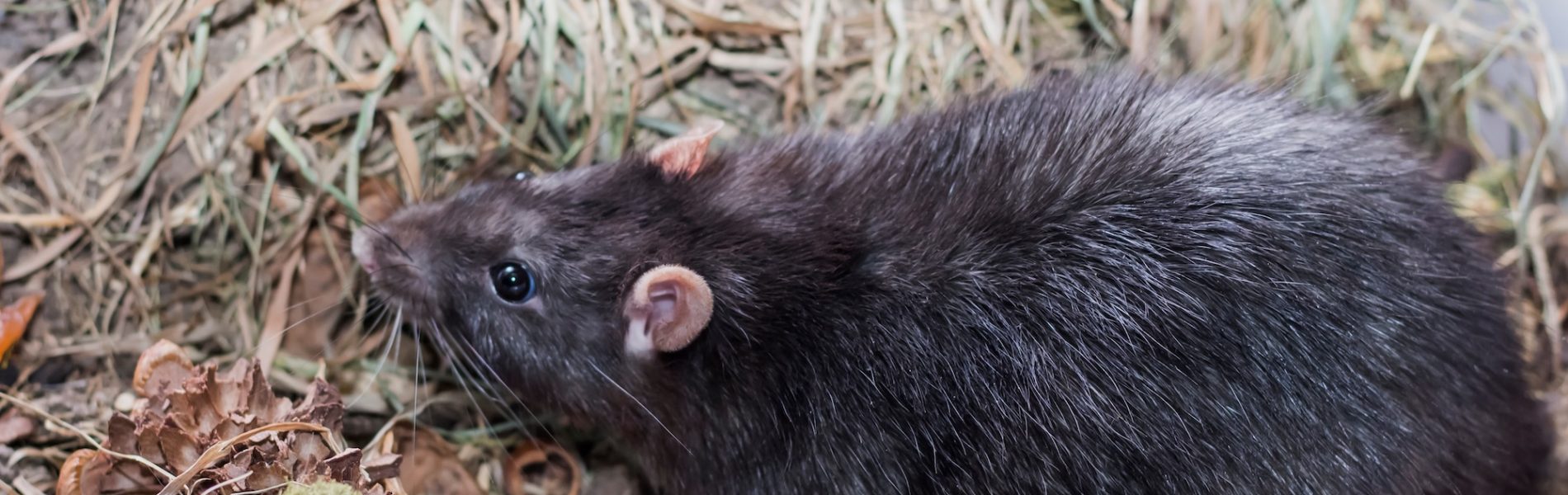 Ratten meldepflichtig Berlin
