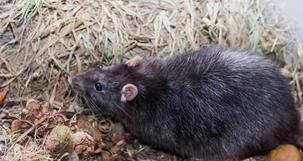 Ratten meldepflichtig Berlin
