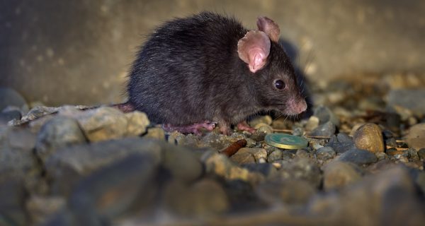 Ratten zu Hause Berlin