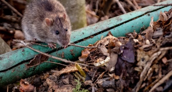 Tipps zur Prävention von Ratten im Garten