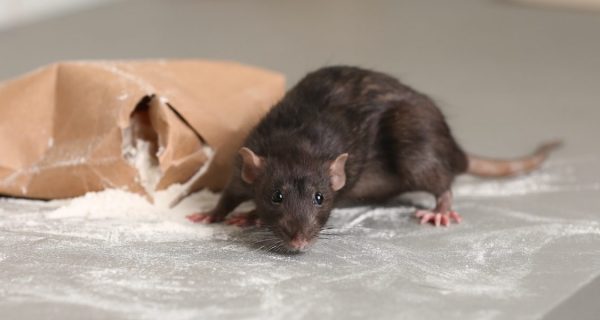 Ratten Anpassungsfähigkeiten